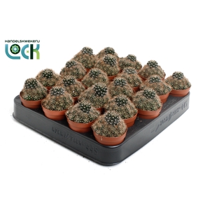 CACTUS GEM 3 SRT