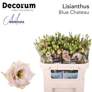 Lisianthus Celeb blue chateau 70cm