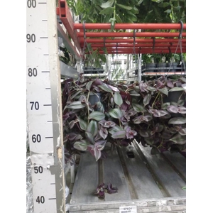 Tradescantia zebr. 'Little Hill'