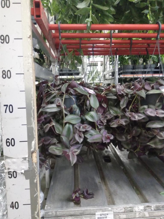 <h4>Tradescantia zebr. 'Little Hill'</h4>