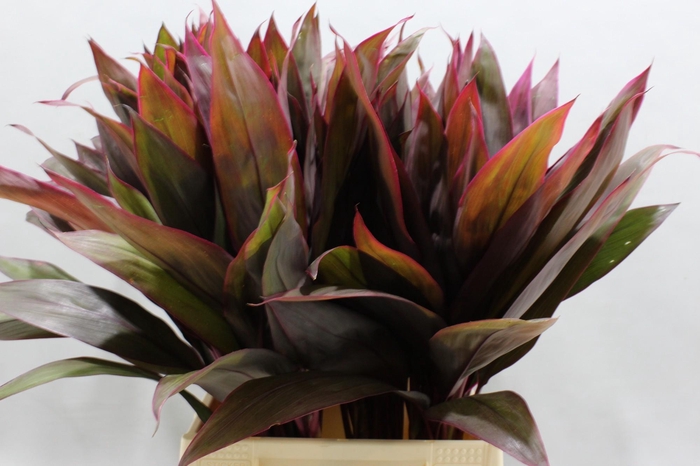 <h4>CORD RED SENSATION</h4>