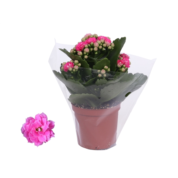 <h4>Kalanchoe Rosalina 07cm Don Nando roze, Blanco hoes</h4>