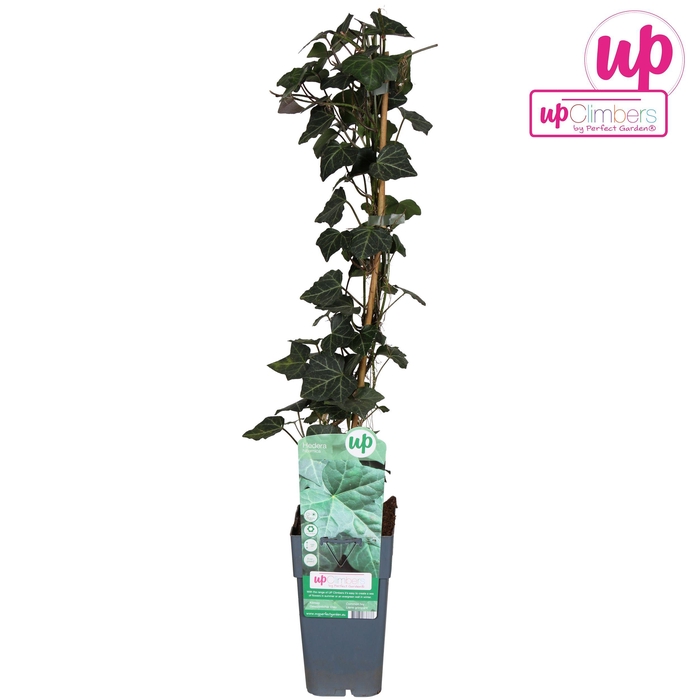 <h4>Hedera hibernica P15</h4>
