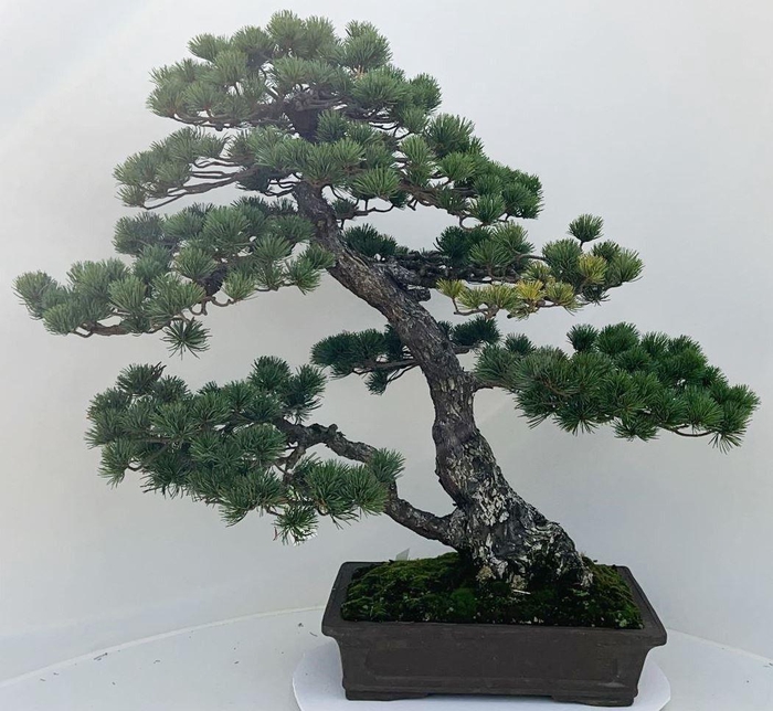 <h4>Pinus parviflora, pot 41cm. height 85cm. (single item)</h4>