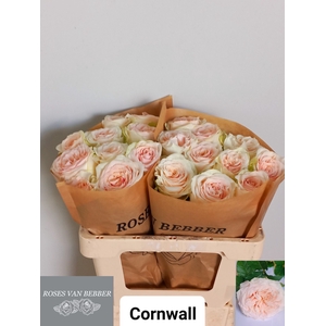 R GR CORNWALL