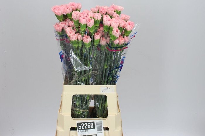 <h4>Di St Pale Pink</h4>