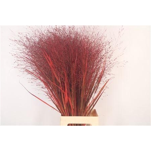 Siergras Ov Klb Bordeaux