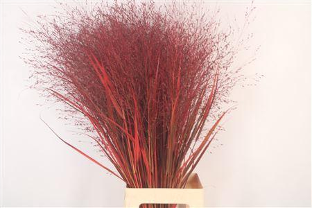 <h4>Siergras Ov Klb Bordeaux</h4>