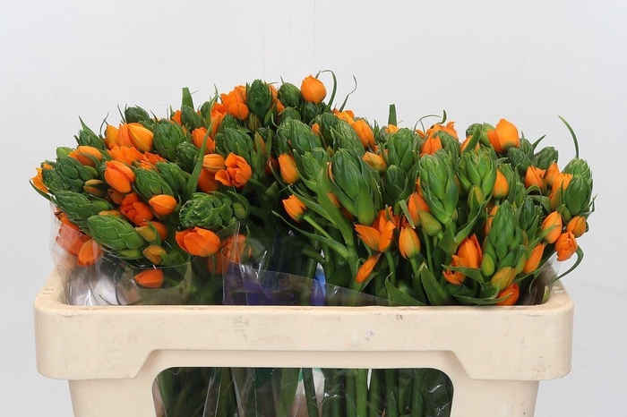 <h4>Ornithogalum dubium 'Sunshine'</h4>