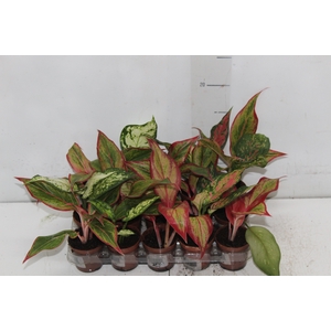 AGLAONEMA VARIADA P06