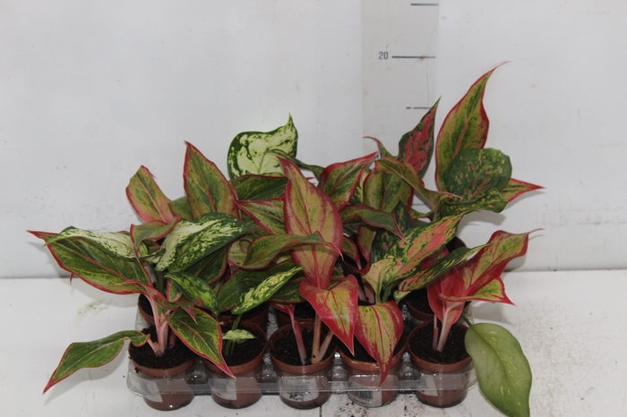 <h4>AGLAONEMA VARIADA P06</h4>