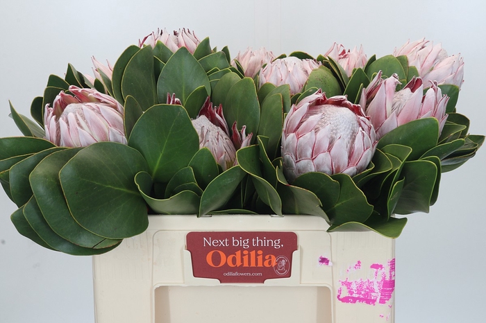Protea Cynaroides