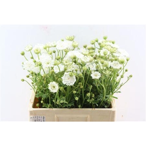 DIDISCUS WHITE 60CM P STEM