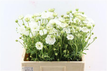 <h4>DIDISCUS WHITE 60CM P STEM</h4>
