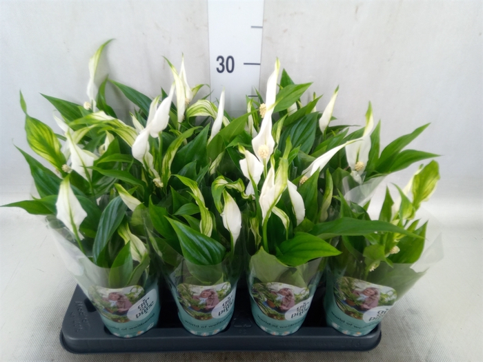 Spathiphyllum  'Pearl Cupido'