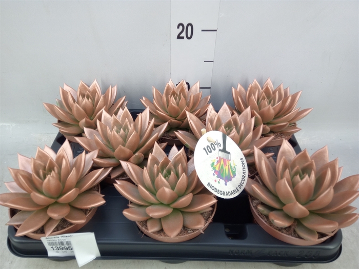 <h4>Echeveria  'Miranda'</h4>