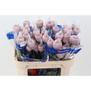 Chr G Linette Light Pink ECU