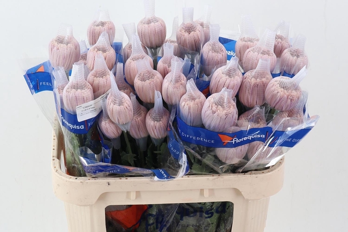 <h4>Chr G Linette Pink ECU</h4>