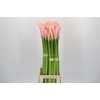 Zantedeschia Eydolls Salmon