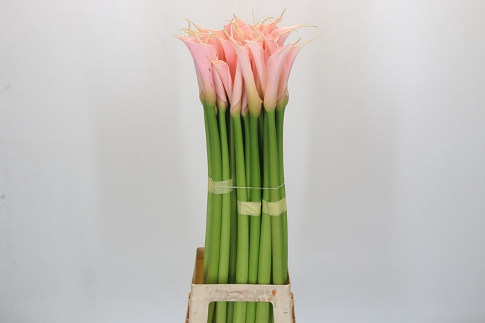 <h4>Zantedeschia Eydolls Salmon</h4>