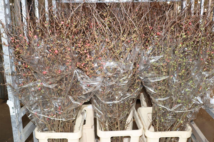 <h4>Chaenomeles Superba</h4>