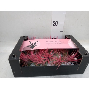 Tillandsia ionantha