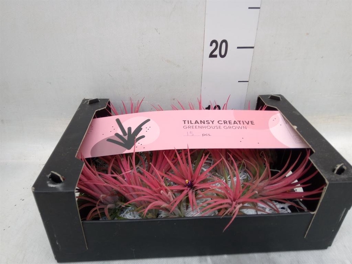 <h4>Tillandsia ionantha</h4>