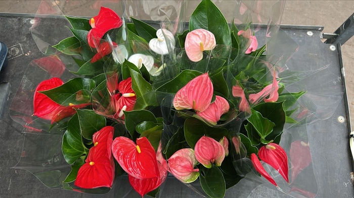 <h4>Anthurium Just Perfection(r)</h4>