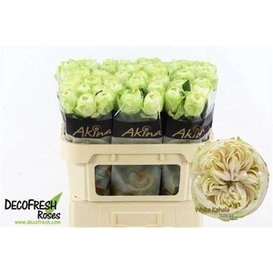 ROSA GR 'WHITE KAHALA-BB'