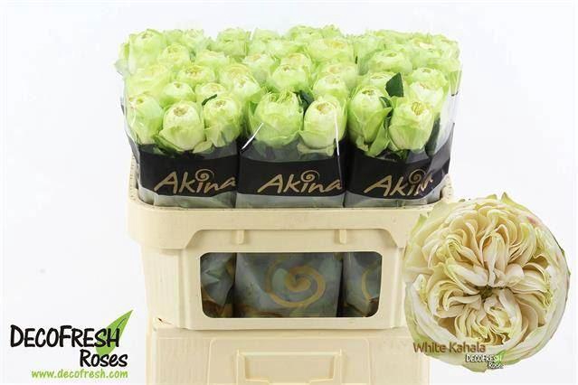 <h4>ROSA GR 'WHITE KAHALA-BB'</h4>