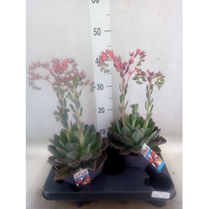 Echeveria  'Blue Prince'