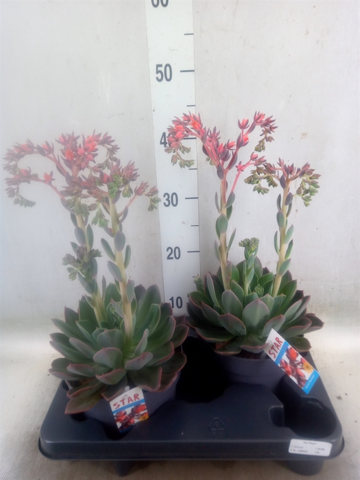 <h4>Echeveria  'Blue Prince'</h4>