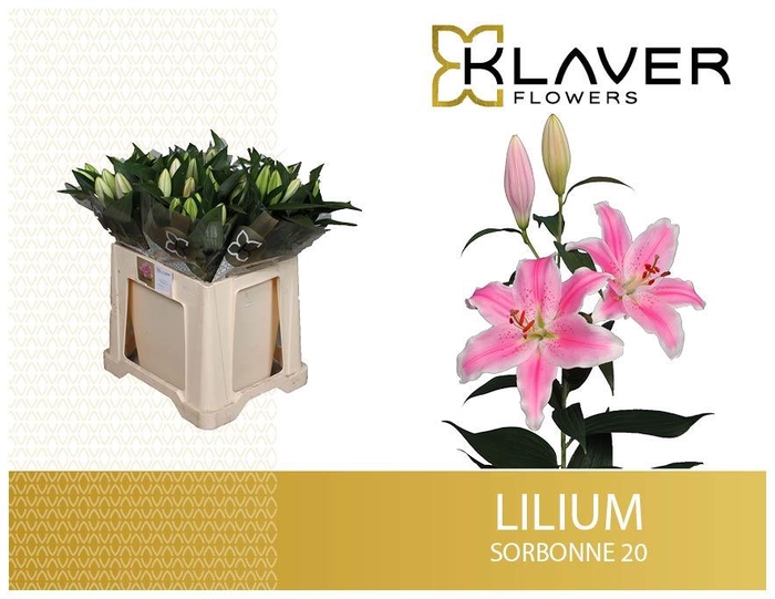<h4>LI OR SORBONNE</h4>