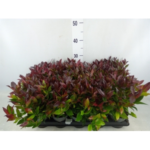 Leucothoe axillaris 'Zeblid'