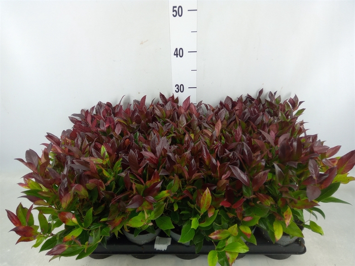 <h4>Leucothoe axillaris 'Zeblid'</h4>