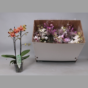 PHAL MF GEM 8 KL