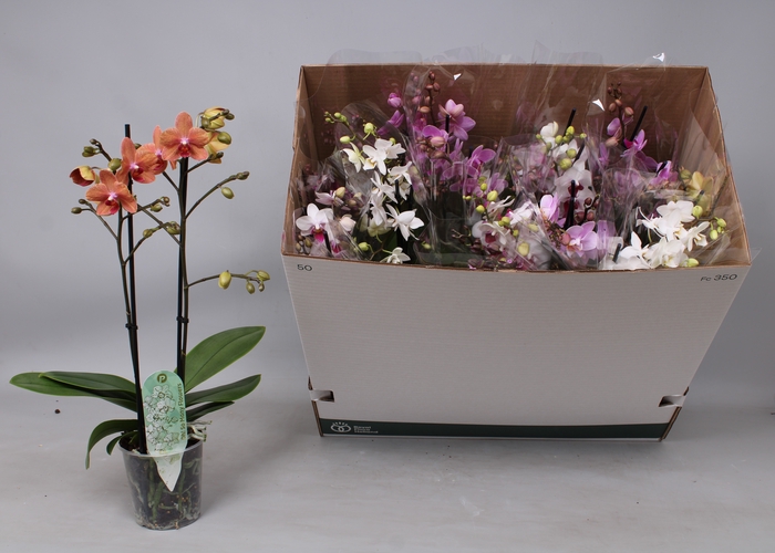 <h4>PHAL MF GEM 8 KL</h4>
