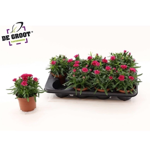 Dianthus Oscar Purple Wings