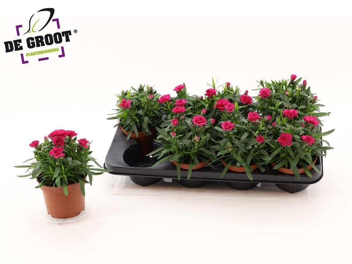 <h4>Dianthus Oscar Purple Wings</h4>
