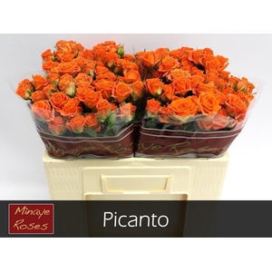 Rosa spray picanto