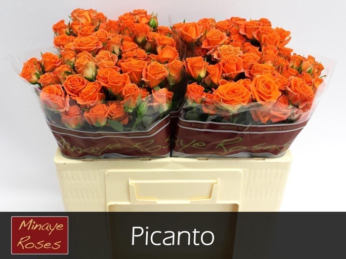 <h4>Rosa spray picanto</h4>