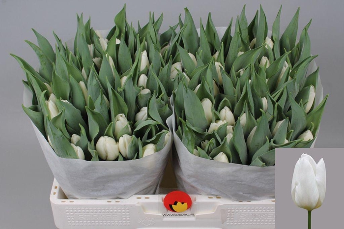 <h4>Tulipa si white prince</h4>