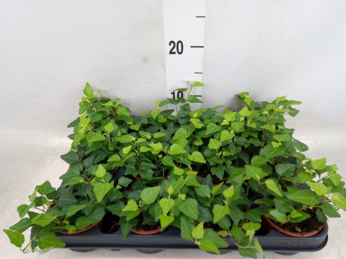 <h4>Hedera helix 'Brenda'</h4>