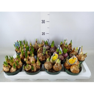 Flowerbulbs, corns or tubers   ...