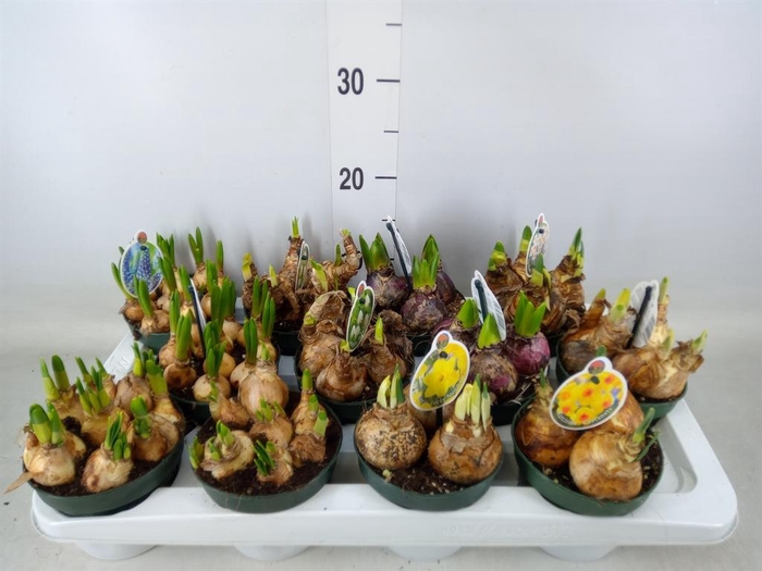<h4>Flowerbulbs, corns or tubers ...</h4>