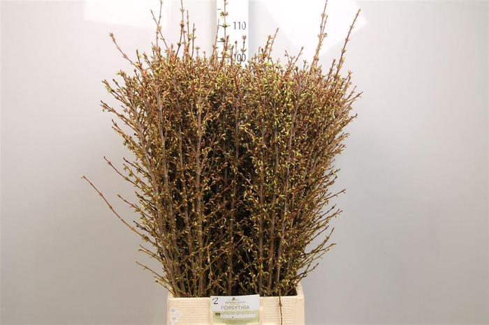 <h4>Forsy I Spectabilis</h4>