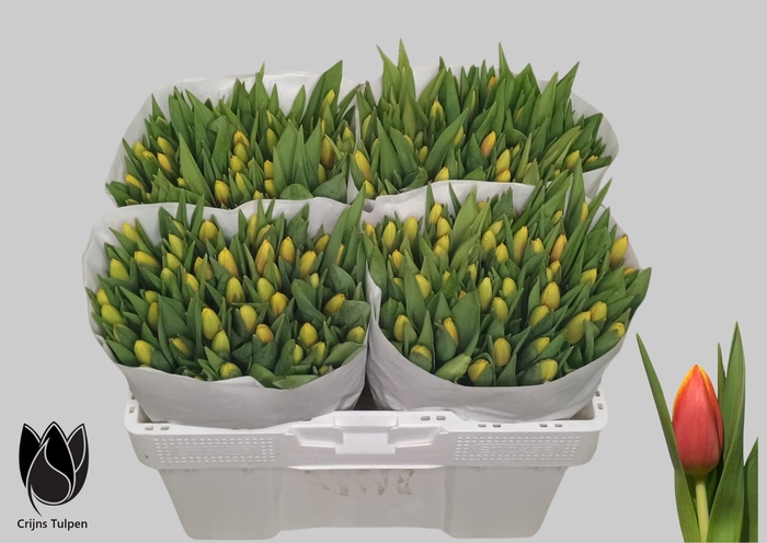 <h4>TU EN DOW JONES</h4>