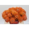 Nutans Ayoba Orange