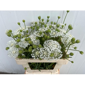 SNIJBLOEMEN OV