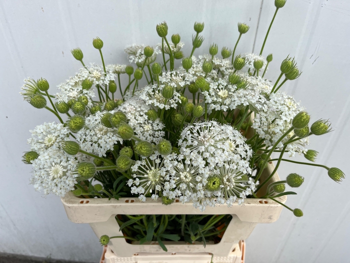 <h4>SNIJBLOEMEN OV</h4>